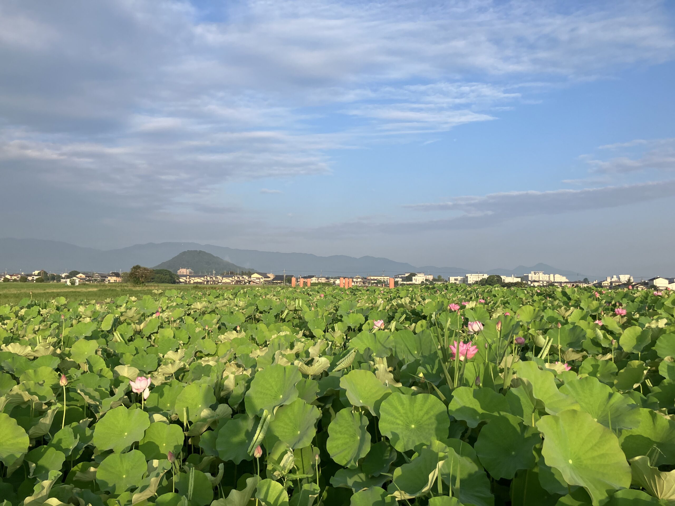 藤原宮跡で7月中旬に見頃だったハナハスの花