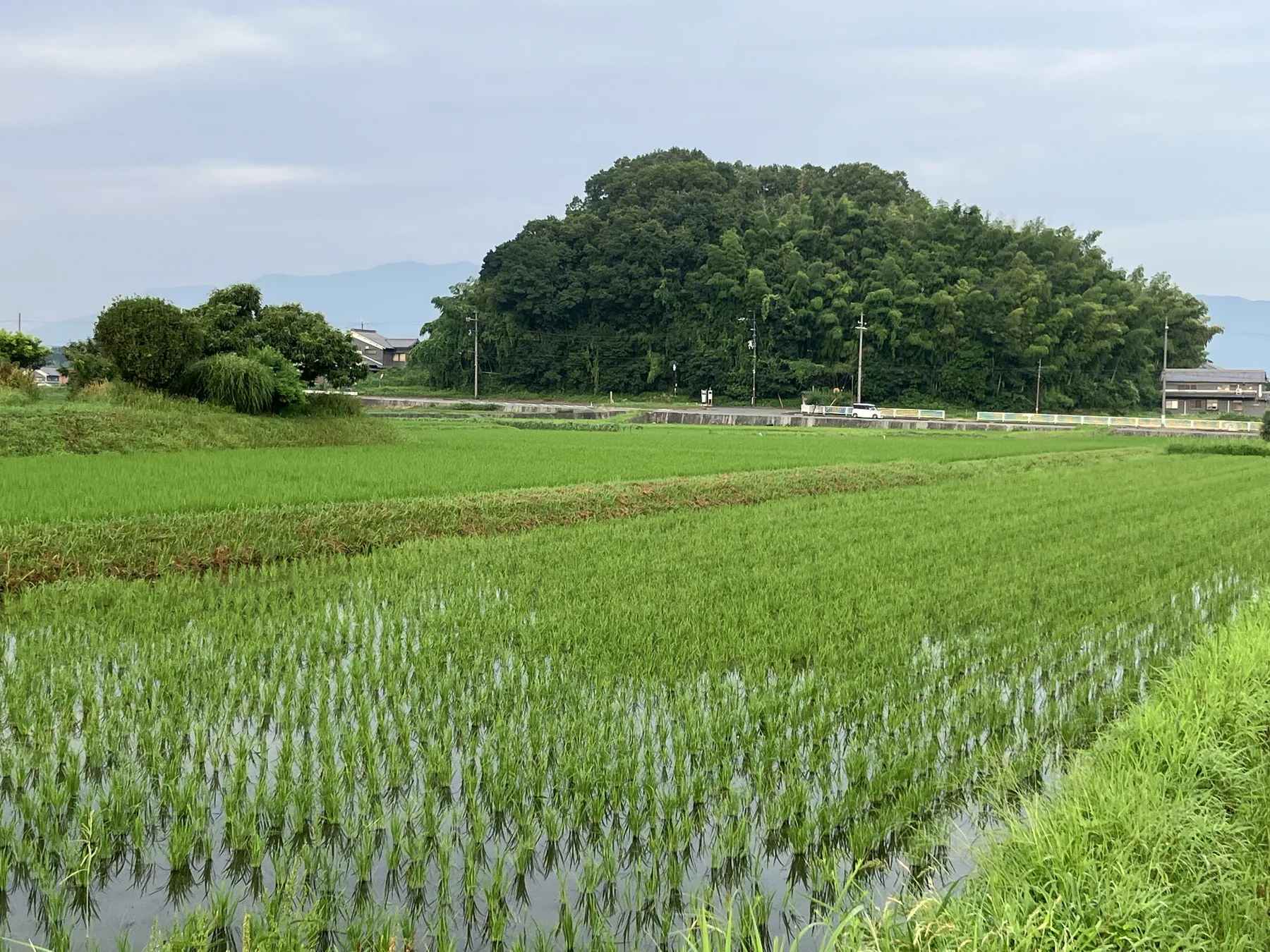 大官大寺跡周辺に広がる水田と木立