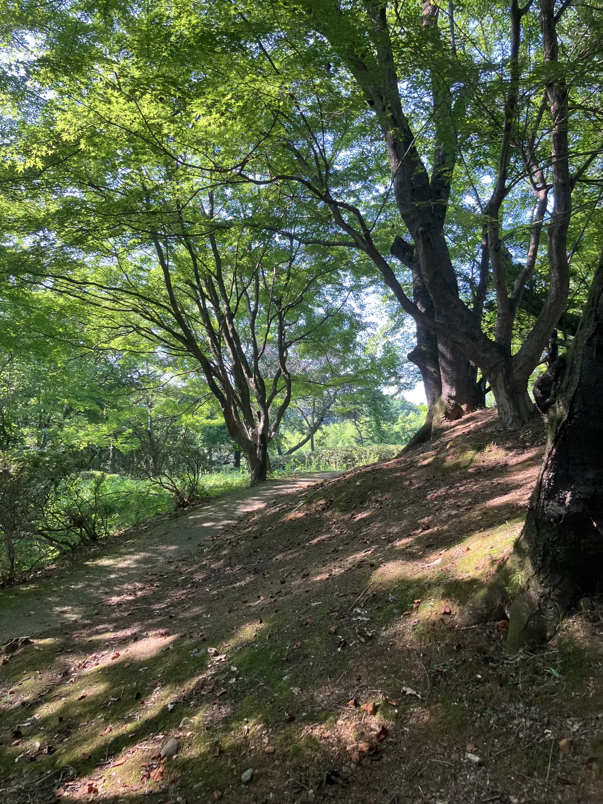中尾山古墳周辺の木立と丘陵の斜面