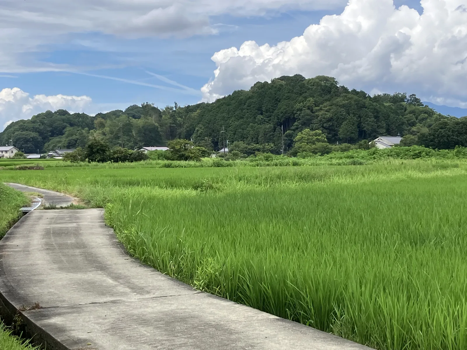 水田と農道の先に甘樫丘を望む飛鳥の田園風景