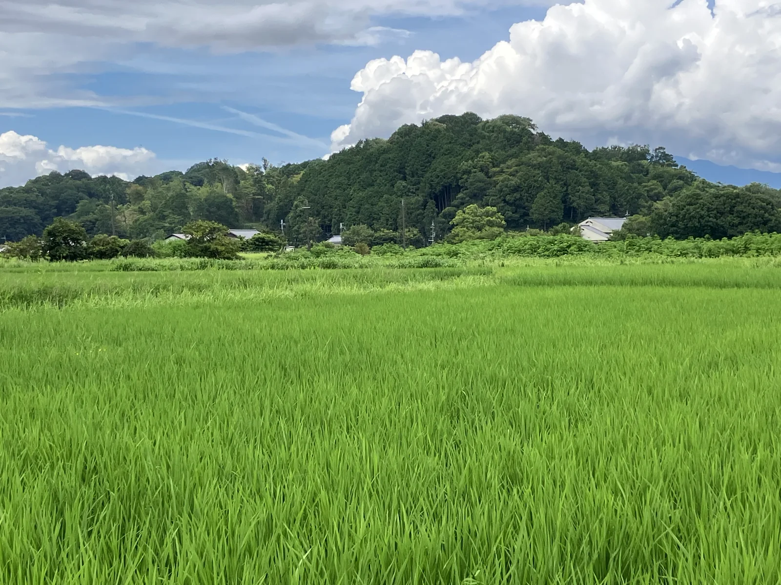飛鳥地域の水田の向こうに丘陵と集落が見える景観