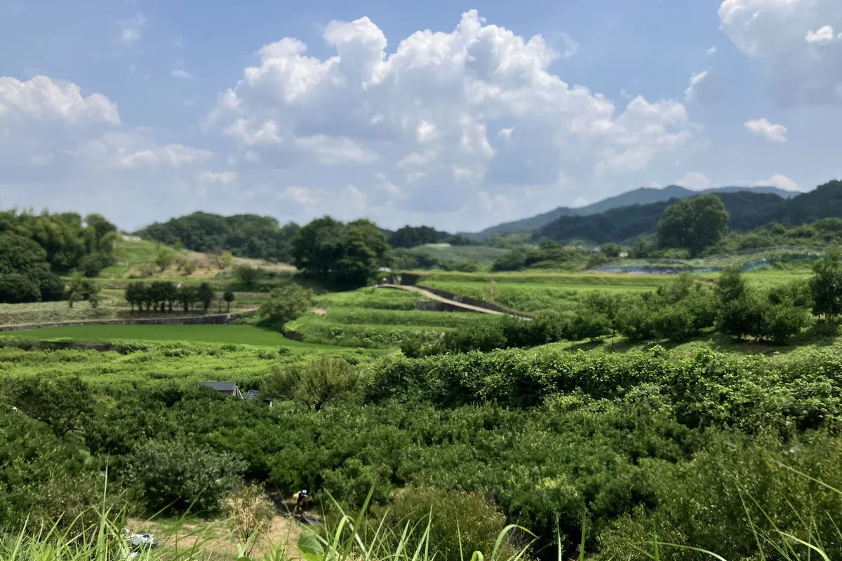 高松塚古墳周辺の緑の風景